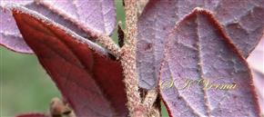  Stem and leaves-Stellately pubescent